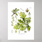 Quercus pedunculata: syn.Q robur. (Engelse eik) Poster (Voorkant)