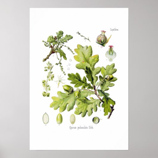 Quercus pedunculata: syn.Q robur. (Engelse eik) Poster (Voorkant)