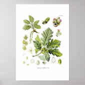 Quercus sessiliflora (Sessile Oak) Poster (Voorkant)