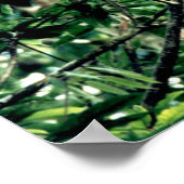 Quetzal, Monteverde, Costa Rica Poster (Hoek)