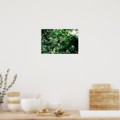 Quetzal, Monteverde, Costa Rica Poster (Keuken)