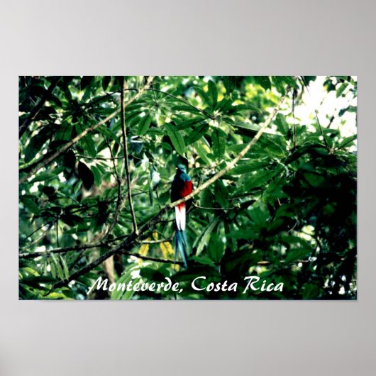 Quetzal, Monteverde, Costa Rica Poster (Voorkant)
