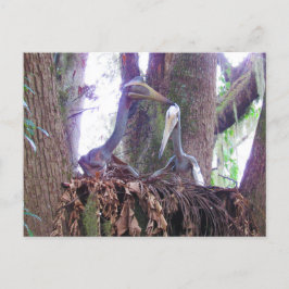 Quetzaloatlus - Dinosaur - Leerkaart Briefkaart