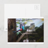 Quetzel in Tikal Briefkaart (Voorkant / Achterkant)