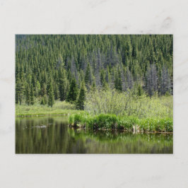 Quiet Gevist Pond briefkaart, Winter Park, Colorad Briefkaart