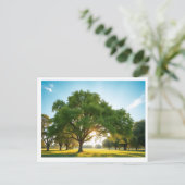 Quiet Time With a Big Tree – Holiday Postcard Feestdagenkaart (Staand voorkant)