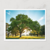 Quiet Time With a Big Tree – Postcard Briefkaart (Achterkant)