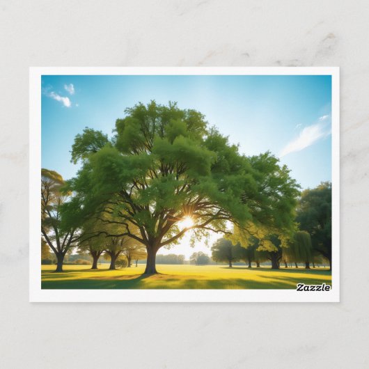 Quiet Time With a Big Tree – Postcard Briefkaart (Achterkant)
