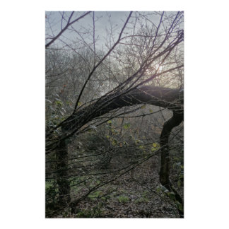 Quiet Woodland Light – Minimal Nature Photography  Perfect Poster
