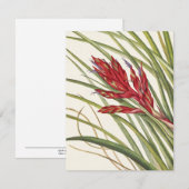 Quill-Leaf Tillandsia van Mary Vaux Walcott Notitiekaartje (Voorkant / Achterkant)