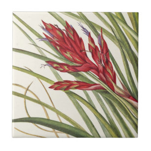 Quill-Leaf Tillandsia van Mary Vaux Walcott Tegeltje