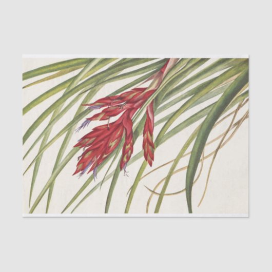 Quill-Leaf Tillandsia van Mary Vaux Walcott Tissuepapier (Voorkant)