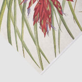 Quill-Leaf Tillandsia van Mary Vaux Walcott Tissuepapier (Detail)