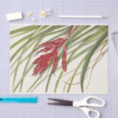 Quill-Leaf Tillandsia van Mary Vaux Walcott Tissuepapier (Craft)