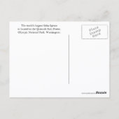 Quinault Rain Forest Travel Foto Briefkaart (Achterkant)