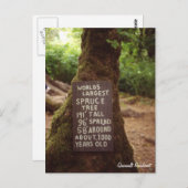 Quinault Rainforest Briefkaart (Voorkant / Achterkant)