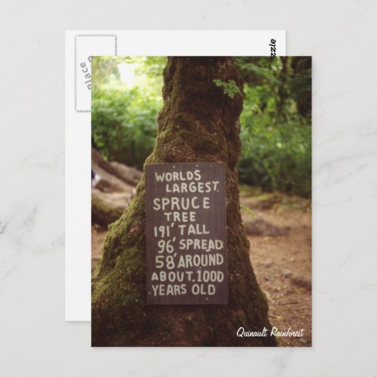Quinault Rainforest Briefkaart (Voorkant / Achterkant)
