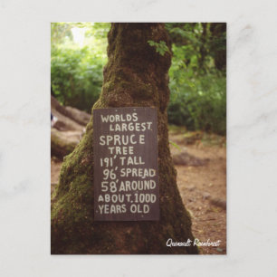 Quinault Rainforest Briefkaart