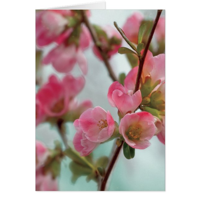 Quince Blossom (Voorkant)