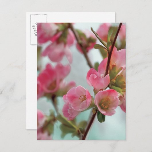 Quince Blossom Briefkaart (Voorkant / Achterkant)