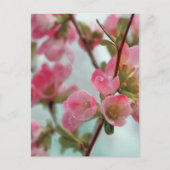 Quince Blossom Briefkaart (Voorkant)
