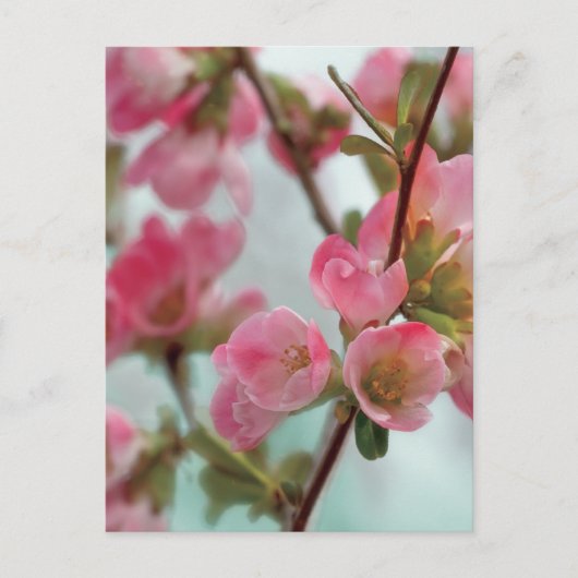 Quince Blossom Briefkaart (Voorkant)
