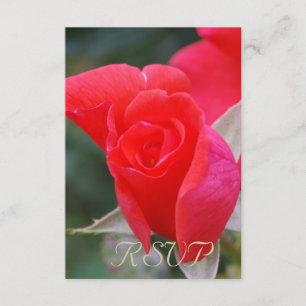 Quinceanera RSVP Red Rose Kaartje