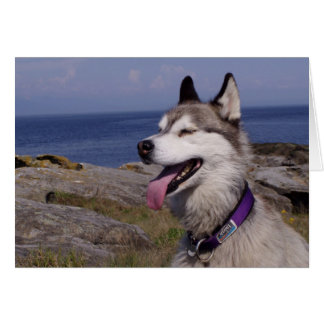 QuinnDog van het Zee