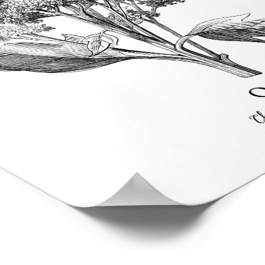 Quinoa  Botanische illustratie Poster (Hoek)