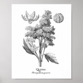 Quinoa  Botanische illustratie Poster (Voorkant)