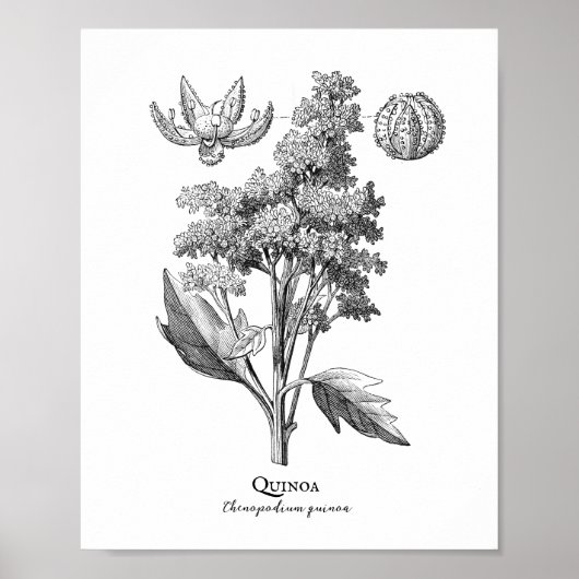 Quinoa  Botanische illustratie Poster (Voorkant)