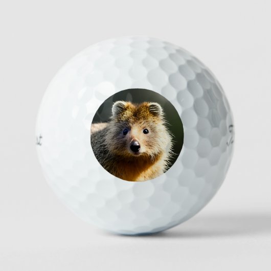 Quintin The Ginger Quokka, Golf Balls Golfballen (Voorkant)