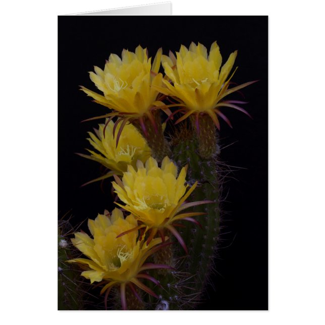 Quintuple of cactus bloemen (Voorkant)