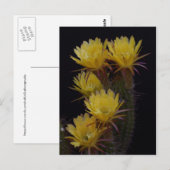 Quintuple of cactus bloemen briefkaart (Voorkant / Achterkant)