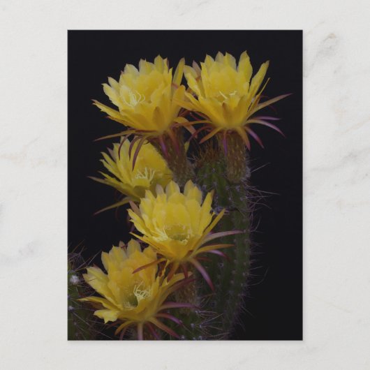 Quintuple of cactus bloemen briefkaart (Voorkant)