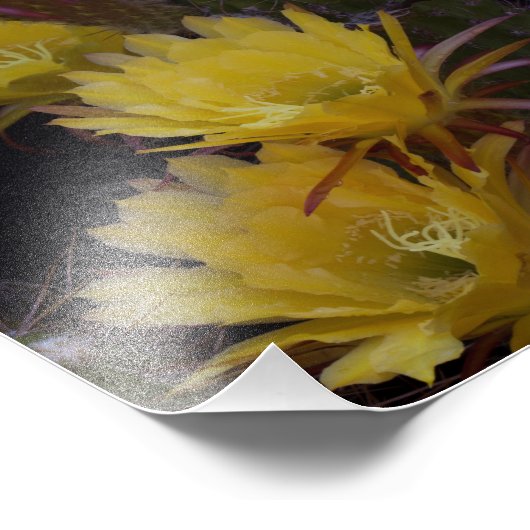 Quintuple of cactus bloemen foto afdruk (Hoek)