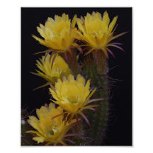 Quintuple of cactus bloemen