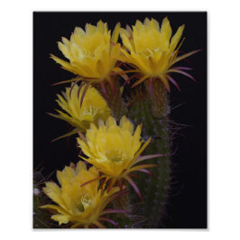 Quintuple of cactus bloemen foto afdruk