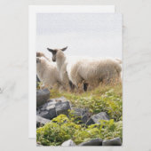 Quirky Design - Schapen in een veld Briefpapier (Voorkant / Achterkant)