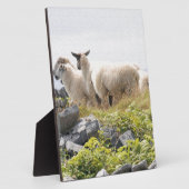 Quirky Design - Schapen in een veld Fotoplaat (Zijkant)