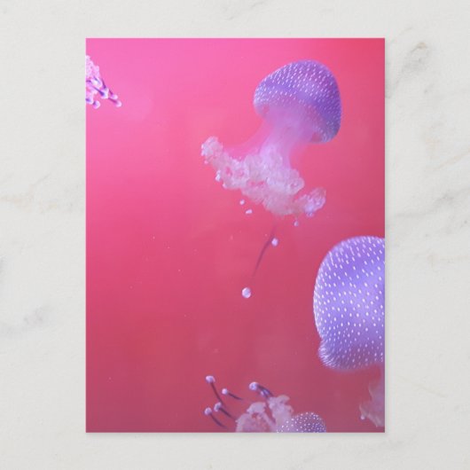 Quirky Jellyfish in the Pink Water Briefkaart (Voorkant)