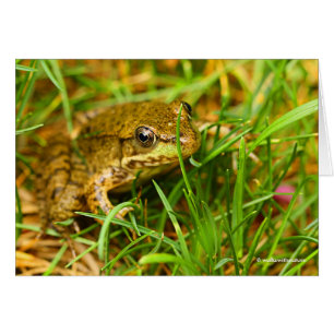 Quirky One-Sided Dialoog met een kleine groene kik