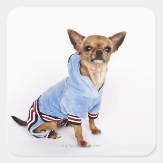 Quirky portret van een Teacup Chihuahua 2 Vierkante Sticker (Voorkant)
