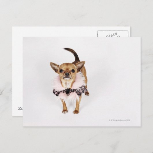 Quirky portret van een Teacup Chihuahua Briefkaart (Voorkant / Achterkant)