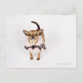 Quirky portret van een Teacup Chihuahua Briefkaart (Voorkant)