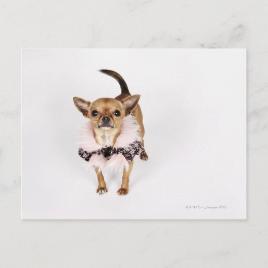 Quirky portret van een Teacup Chihuahua Briefkaart (Voorkant)