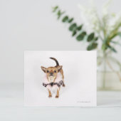 Quirky portret van een Teacup Chihuahua Briefkaart (Staand voorkant)