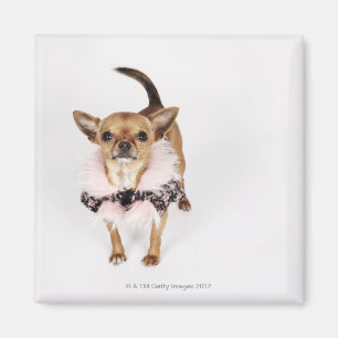 Quirky portret van een Teacup Chihuahua Magneet