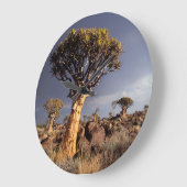 Quiver Trees (Aloe Dichotoma) Grote Klok (Hoek)