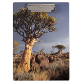 Quiver Trees (Aloe Dichotoma) Klembord (Voorkant)